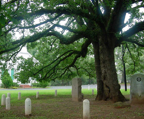 Old North Church Oak-recent